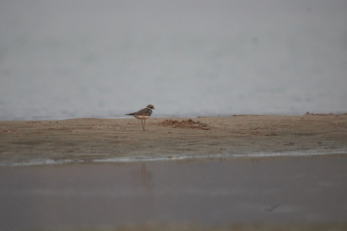 Little Ringed Plover