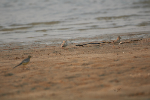 Sand Lark