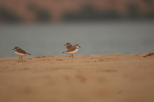 Kentish Plover