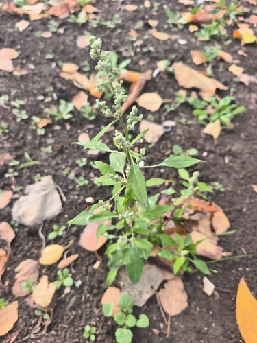 Common Lambsquarters