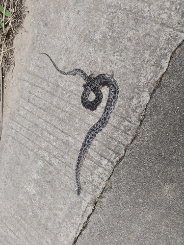Many-spotted Cat Snake