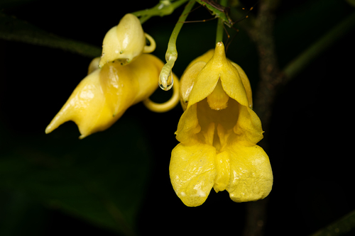 Impatiens duclouxii