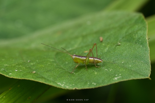 Koothan Insect Observations by kohsoonyap · iNaturalist
