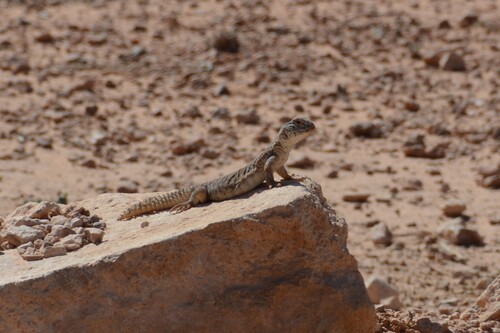 North African Spiny-tailed Lizard
