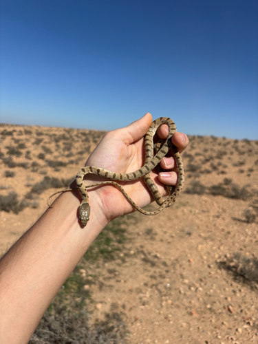 Algerian Whip Snake