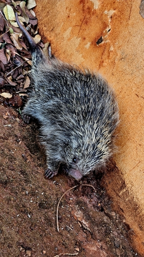 Orange-spined Hairy Dwarf Porcupine