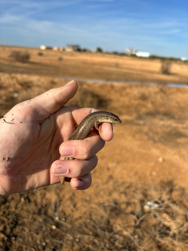 Ocellated Bronze Skink