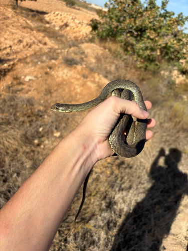 Eastern Montpellier Snake