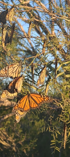 Monarch