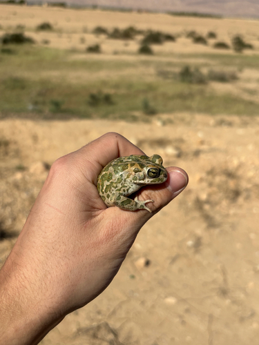 African Green Toad