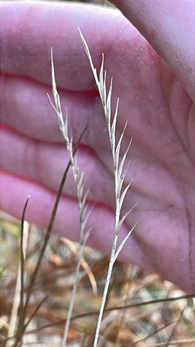 Matgrass