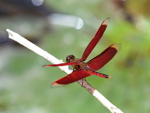 Red Percher