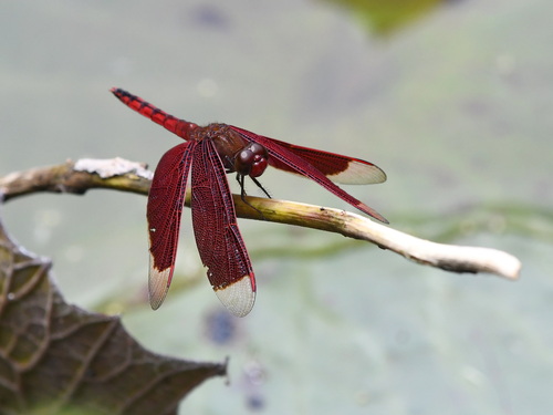 Red Percher