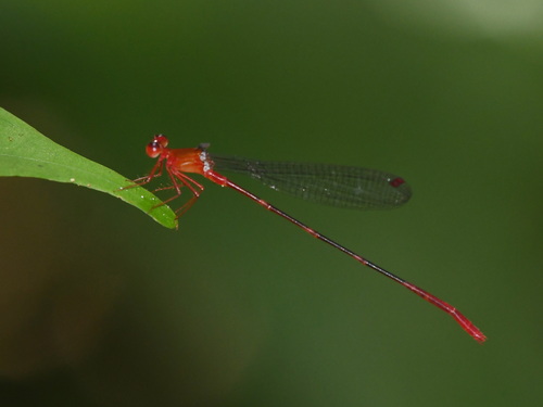 Risiocnemis appendiculata