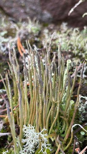 Bighorn Lichen