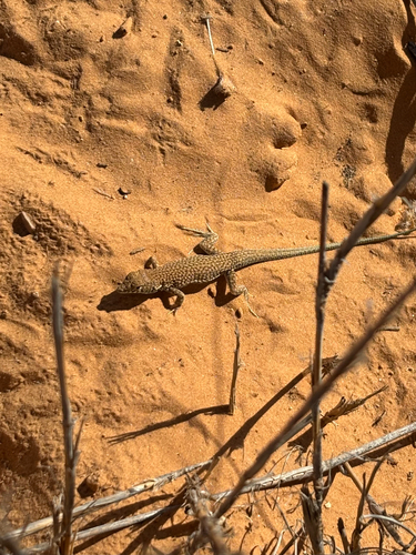 Acanthodactylus scutellatus audouini