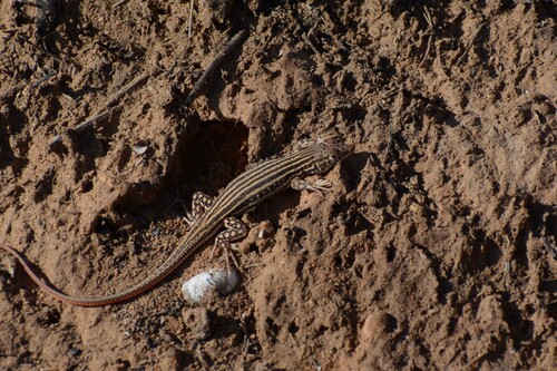 Bosc’s Fringe-toed lizard