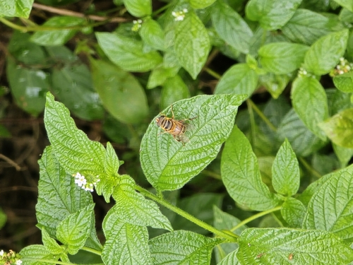 Unknown species found near Broward College Central Campus (Building 19), Davie, FL 33314, USA