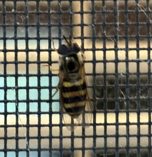 Unknown species found near South Carolina, US
