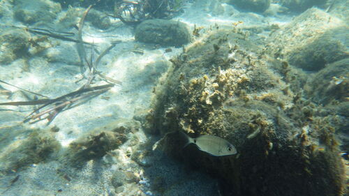 Diplodus sargus