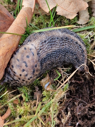Limax maximus
