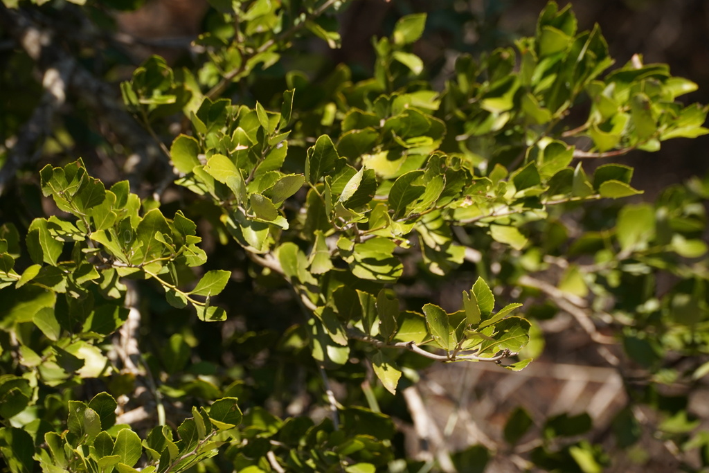 Kuto Tree Koko Tree from Vhembe District Municipality, South Africa on October 26 ...