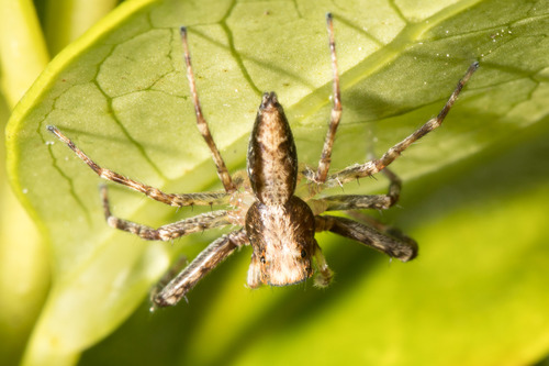 Bronze Hopper | Native Nature