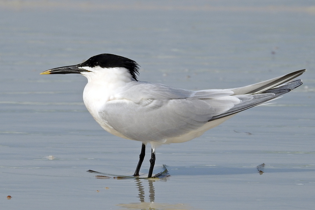 Sandwich Tern photo