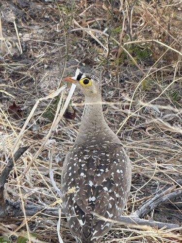 Double-banded Sandgrouse