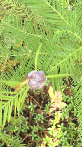 Unknown species found near Natural Area Dr, Gainesville, FL, US