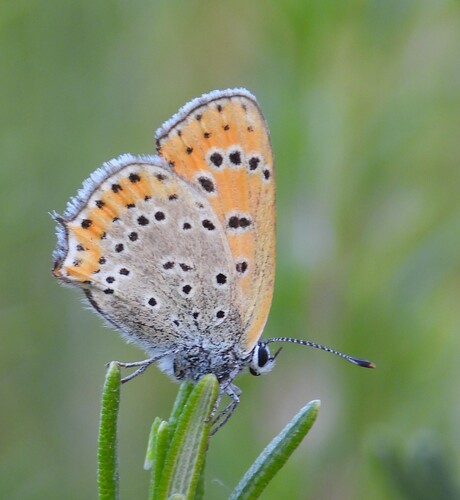 Lesser Fiery Copper