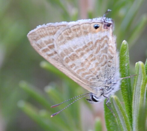 Pea Blue