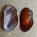 Chestnut Mussel - Photo (c) Jeff Stauffer, all rights reserved, uploaded by Jeff Stauffer
