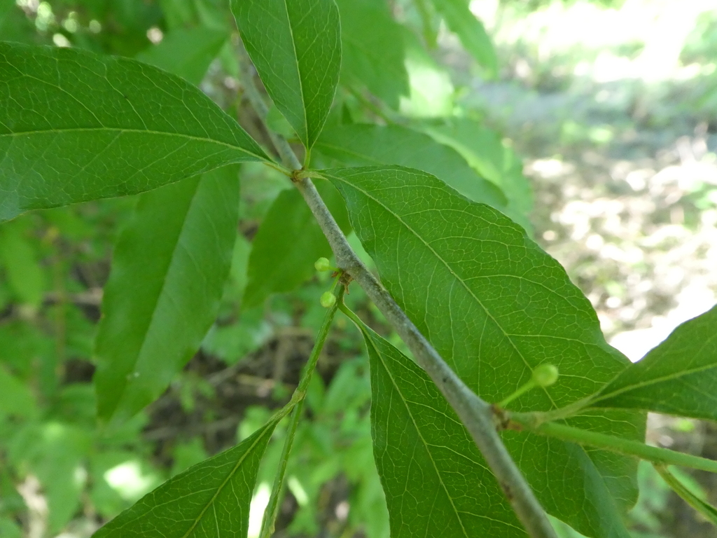 bully trees from Big Lake National Wildlife Refuge on May 31, 2019 at ...