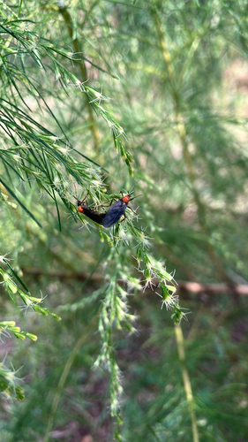 Unknown species found near University of Central Florida Arboretum Trail, Orlando, FL, US