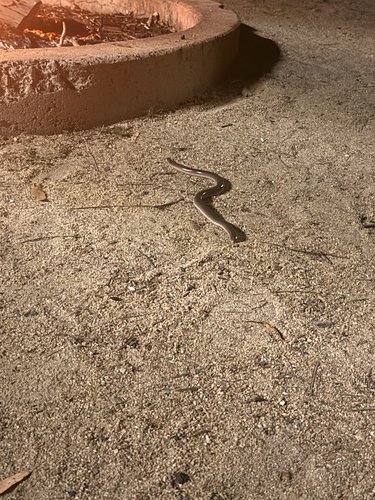 Blind snakes sighting