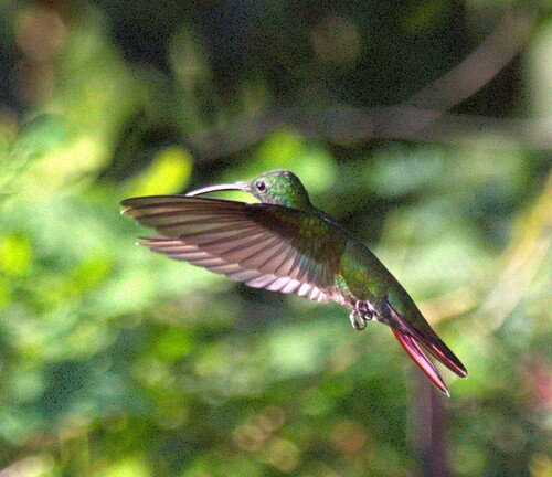 Green-breasted Mango (Anthracothorax prevostii)