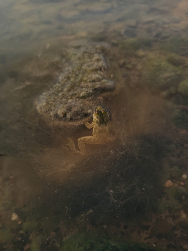 Common skittering frog