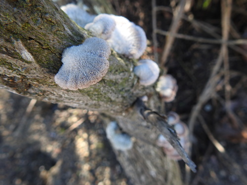 iNaturalist observation photo of splitgill mushroom