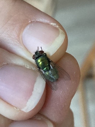 Unknown species found near Peterborough Rd, Hancock, NH, US