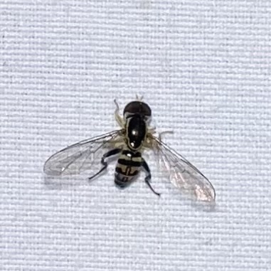 Unknown species found near Sheridan St, Memphis, TN, US