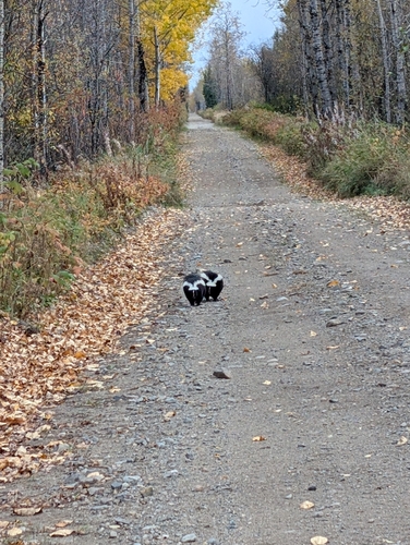 Striped Skunk