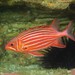 Samurai Squirrelfish - Photo (c) Ian Shaw, all rights reserved, uploaded by Ian Shaw