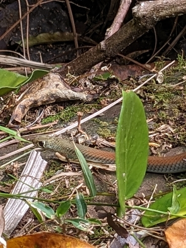 Yellow-faced Whipsnake sighting