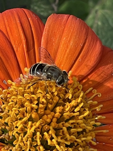 Unknown species found near Bradford Dr, Rockville, MD, US