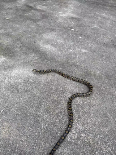 Mandarin Ratsnake