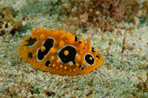 Ocellate Phyllidia