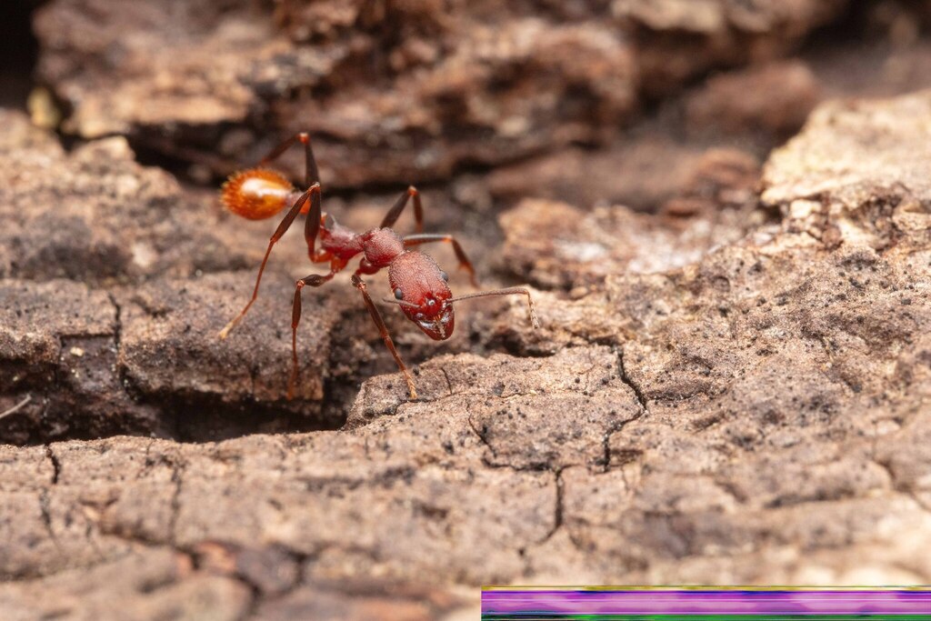 Notched Collared Ant from Northwest, Virginia Beach, VA, USA on October ...