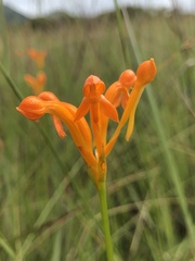 Platycoryne buchananiana image