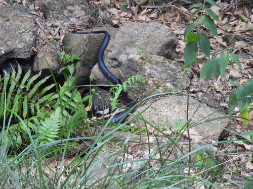 Red-bellied Black Snake sighting